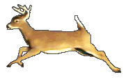 runbuck.gif